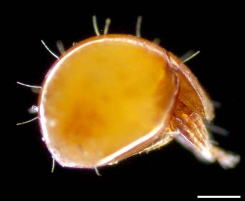 タテイレコダニ科(Oribotritiidae)の画像