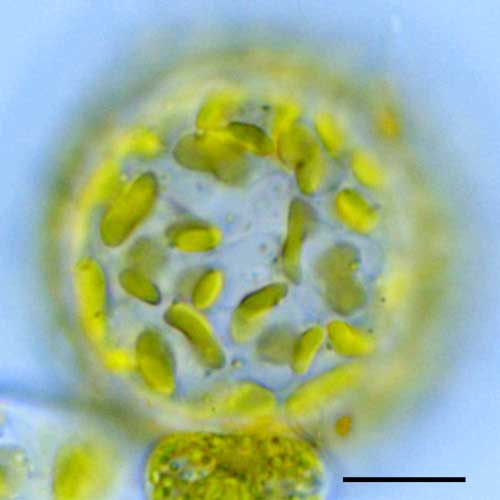 ボトリディオプシス（Botrydiopsis sp.）の画像