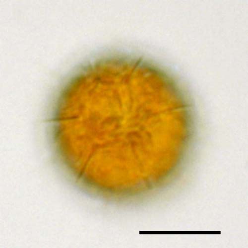 プテロスペルマ（Pterosperma cristatum ）の画像