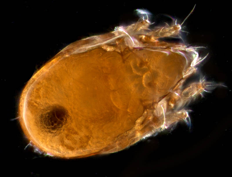 オトヒメダニ科(Scheloribatidae)の1種