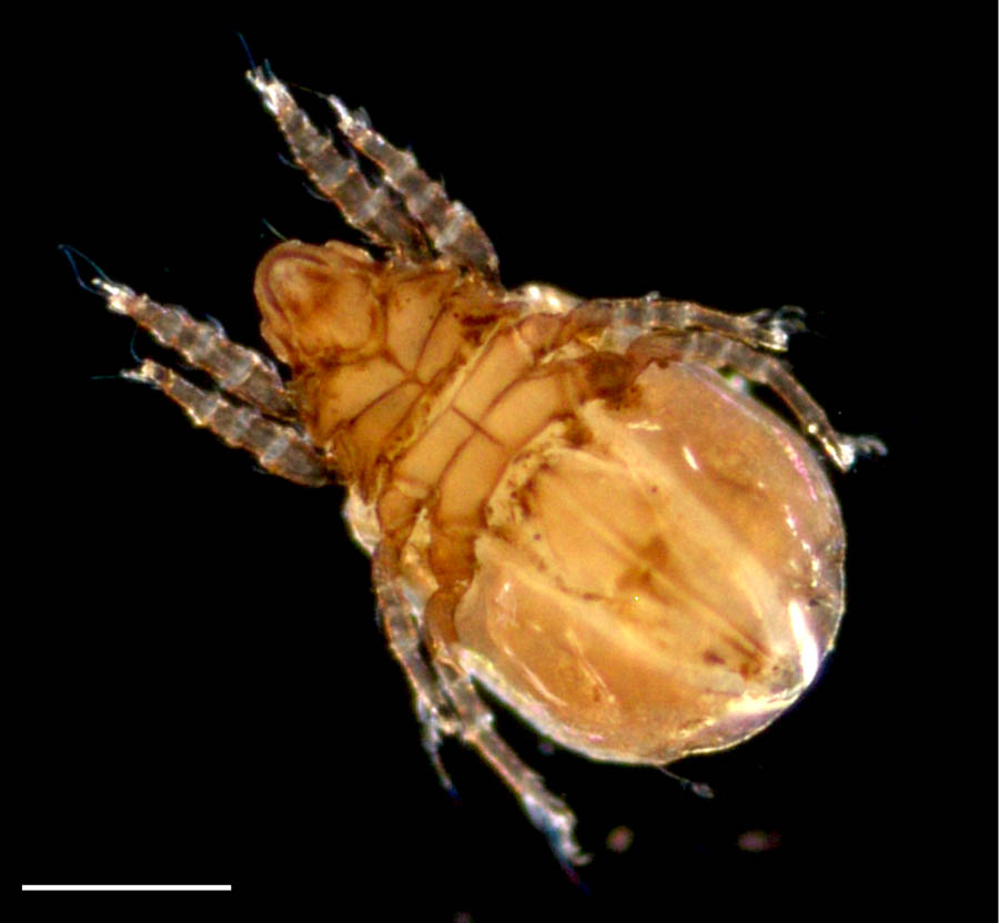 コナダニモドキ科(Malaconothridae)の画像