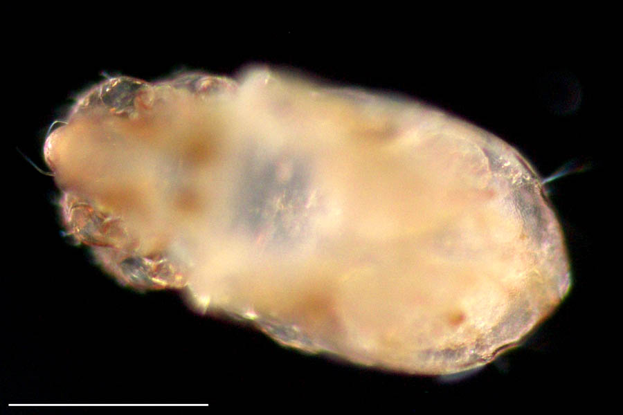 コナダニモドキ科(Malaconothridae)の画像