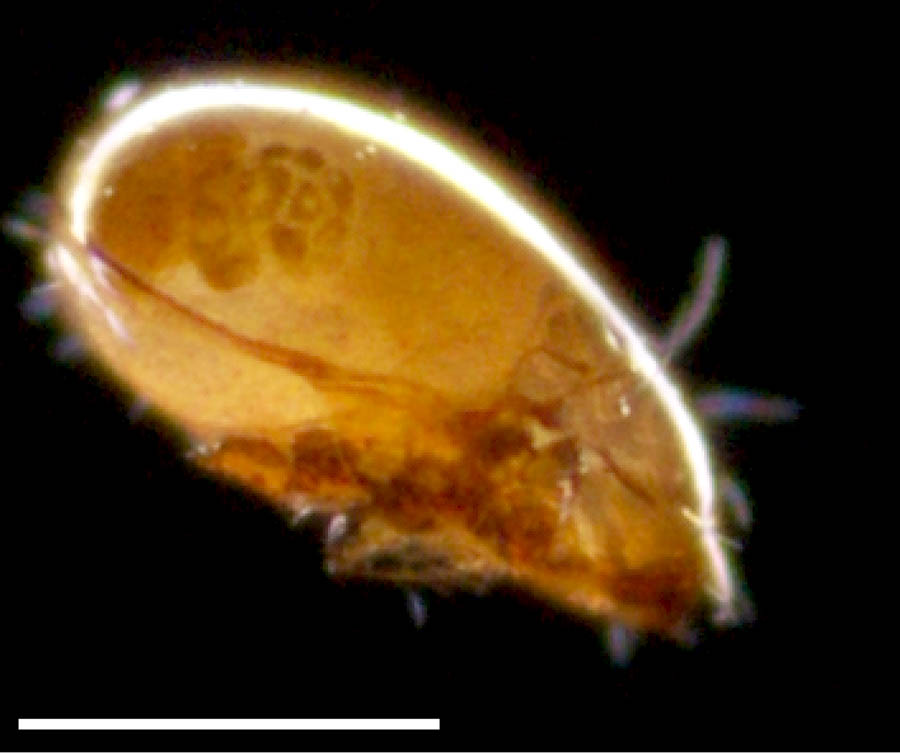 マブカダニ科(Oripodidae)の画像
