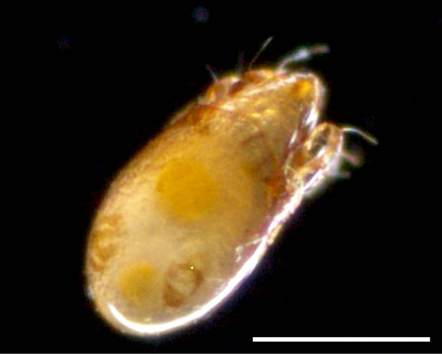 ホオカムリダニ属 (Oripoda sp1)の画像