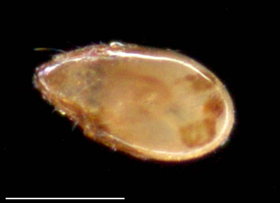 ホオカムリダニ属 (Oripoda sp1)の画像