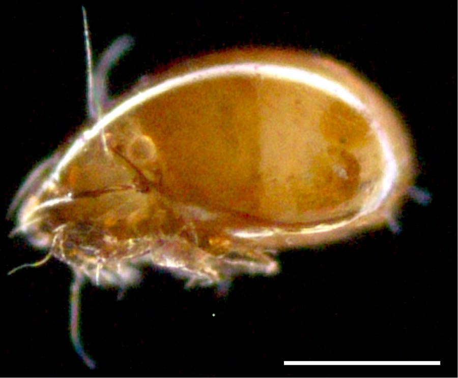 ホオカムリダニ属 (Oripoda sp2)の画像