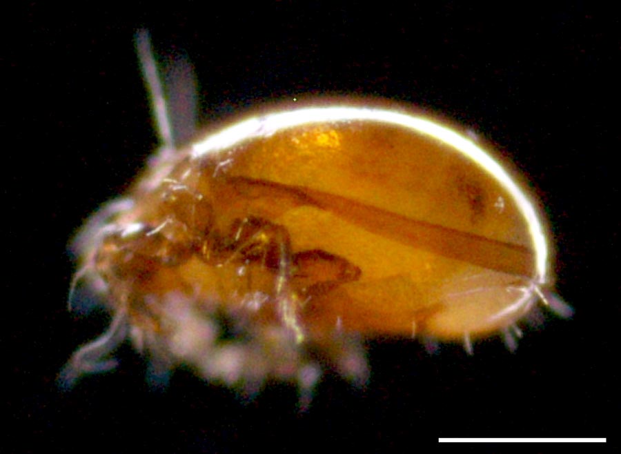 ホオカムリダニ属 (Oripoda sp2)の画像