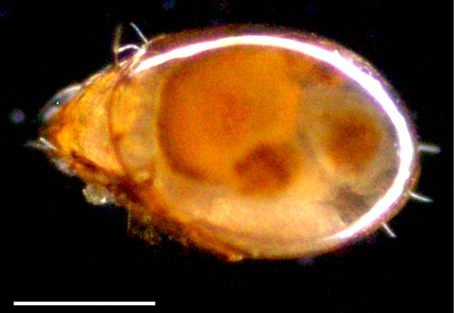 マブカダニ科(Oripodidae)の画像