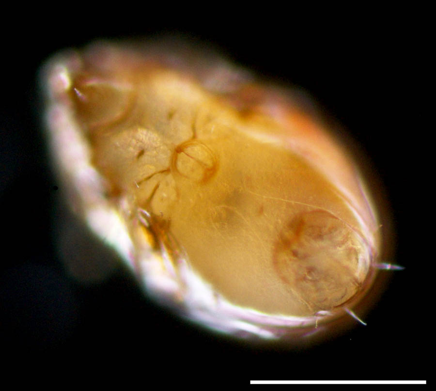 ホオカムリダニ属(Oripoda sp.)の画像