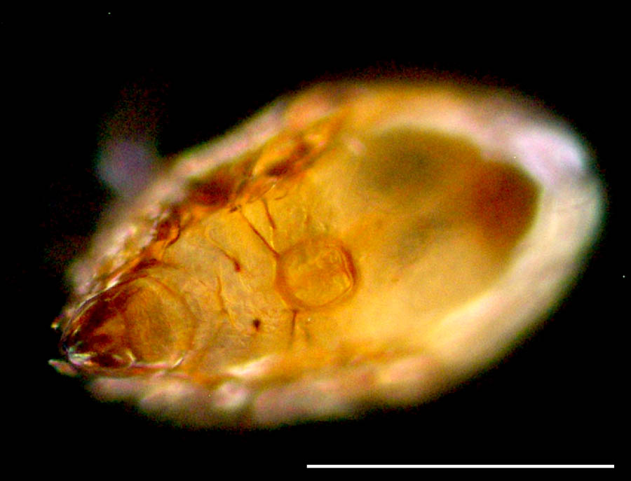 ホオカムリダニ属(Oripoda sp.)の画像
