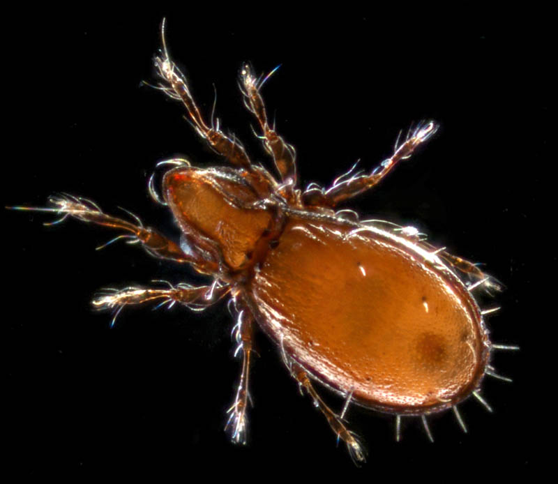 コンボウイカダニ属の1種(Fissicepheus sp.）