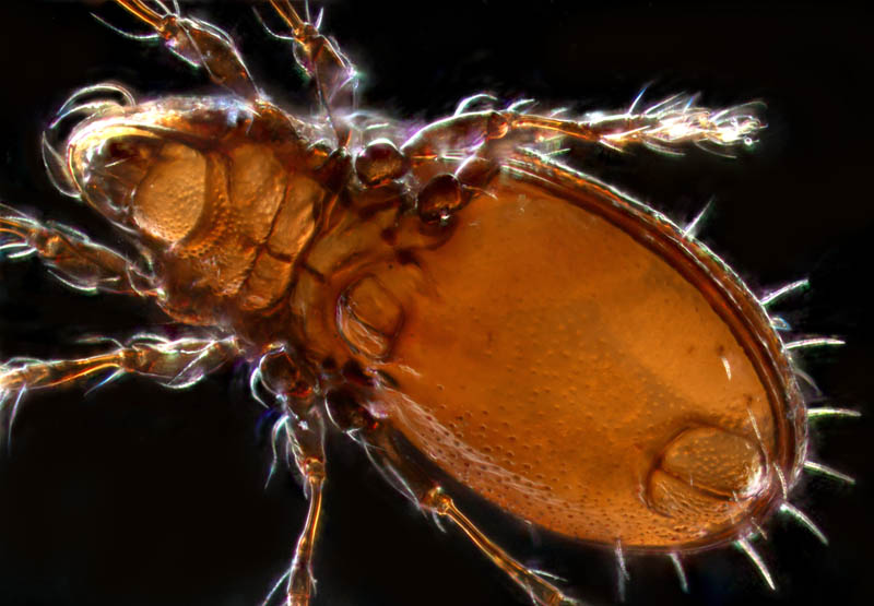 コンボウイカダニ属の1種(Fissicepheus sp.）