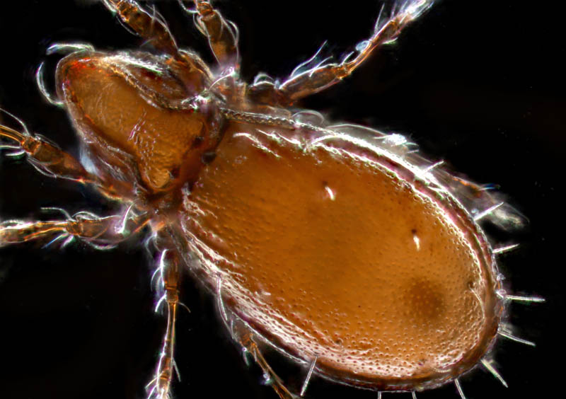 コンボウイカダニ属の1種(Fissicepheus sp.）