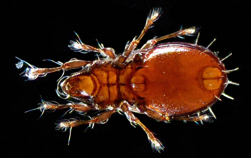 コンボウイカダニ属の1種(Fissicepheus sp.）