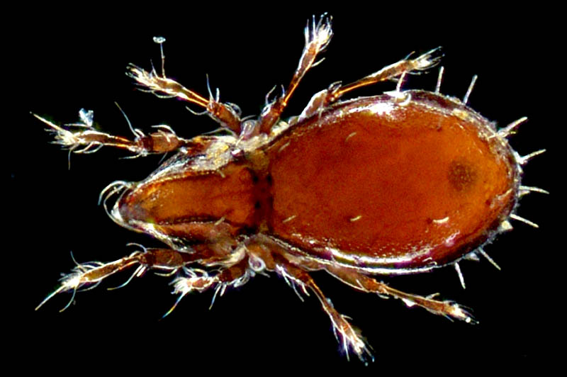 コンボウイカダニ属の1種(Fissicepheus sp.）