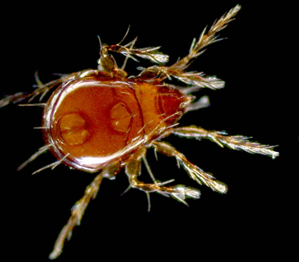 リキシダニ属の1種 (Ceratoppia sp.)