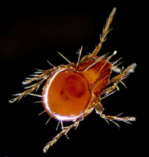 リキシダニ属の1種 (Ceratoppia sp.)