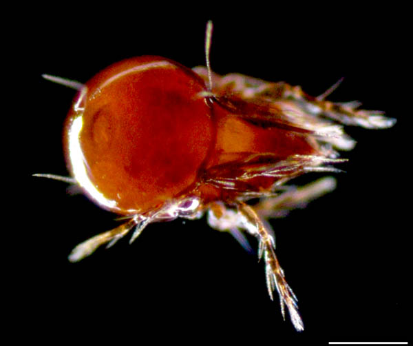 リキシダニ属の1種 (Ceratoppia sp.)