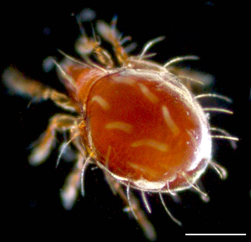コソデダニ科(Haplozetidae)の画像