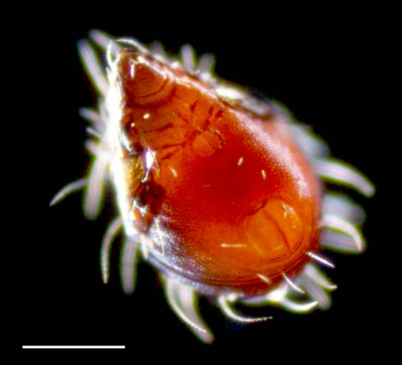 コソデダニ科(Haplozetidae)の画像