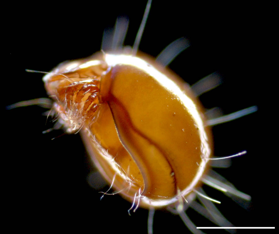 イレコダニ科(Phthiracaridae)の画像