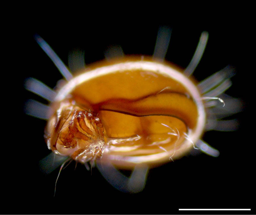 イレコダニ科(Phthiracaridae)の画像