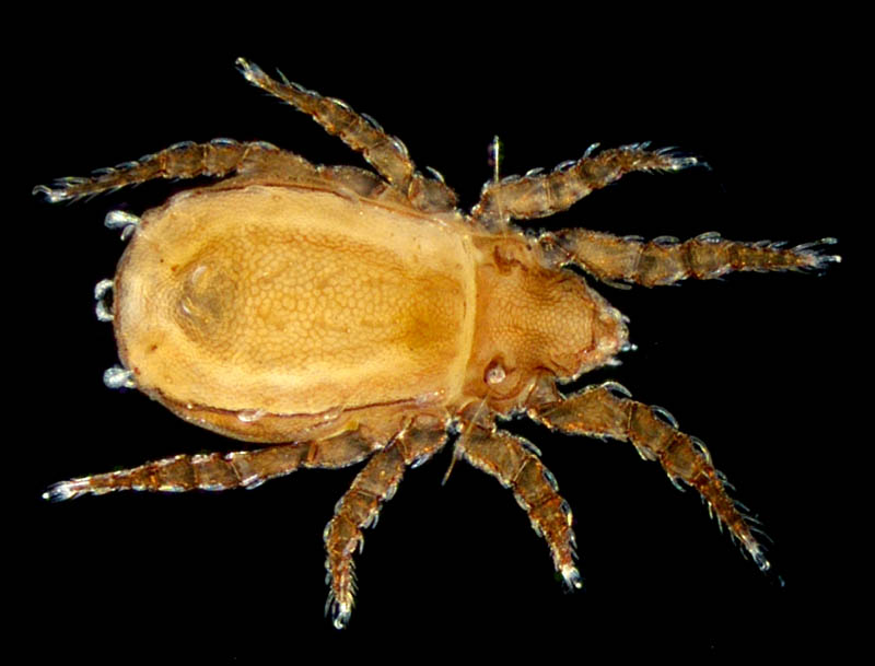 エゾアミメオニダニ (Nothrus ezoensis)