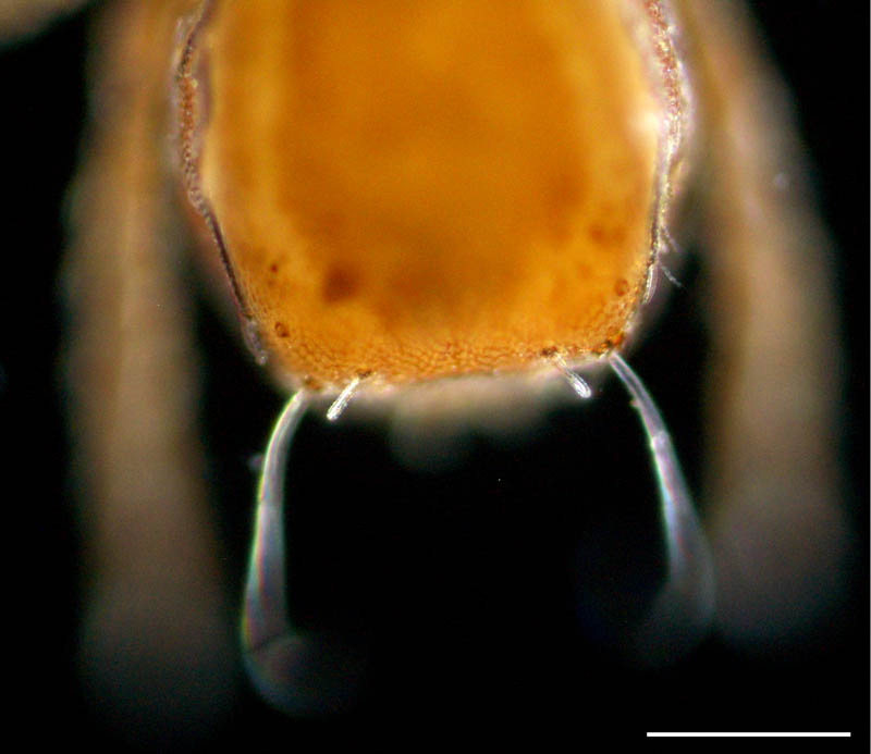 アジアオニダニ（Nothrus asiaticus）の画像