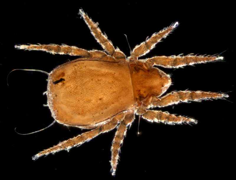 アジアオニダニ（Nothrus asiaticus）