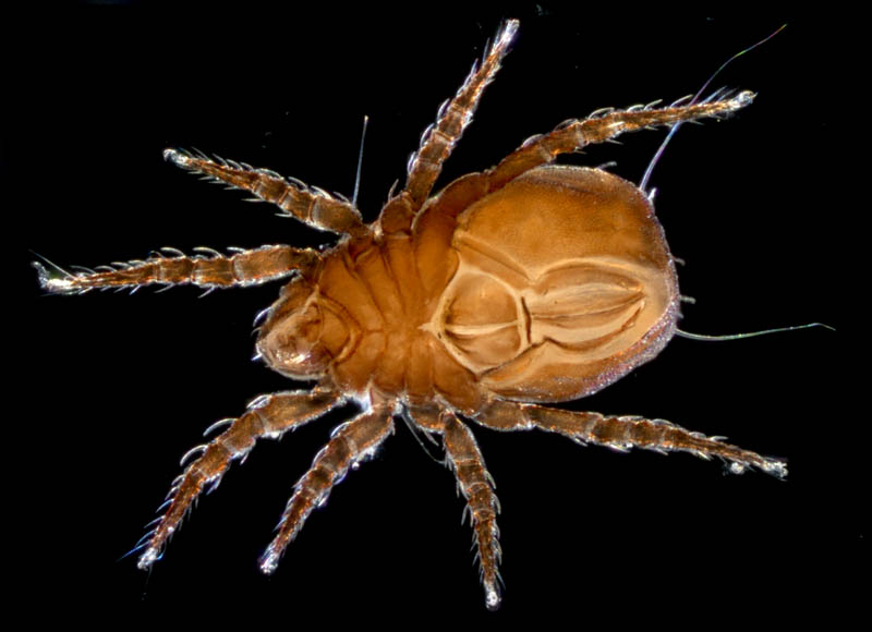 アジアオニダニ（Nothrus asiaticus）