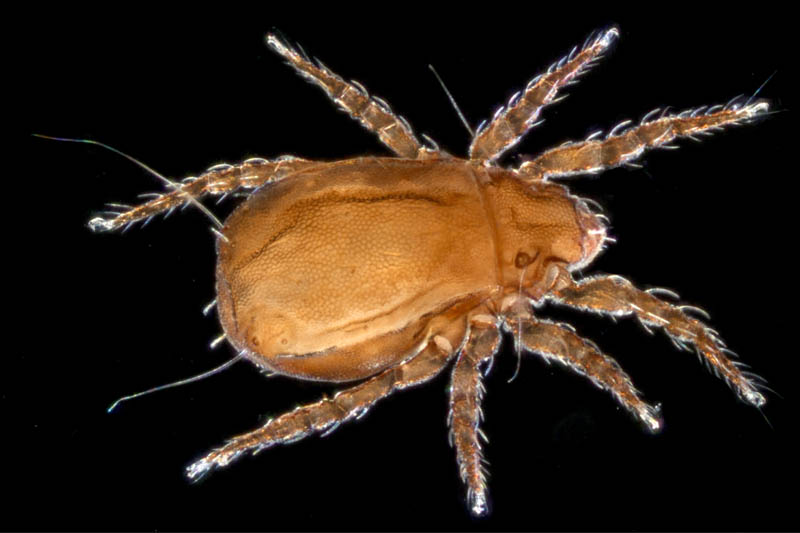 アジアオニダニ（Nothrus asiaticus）