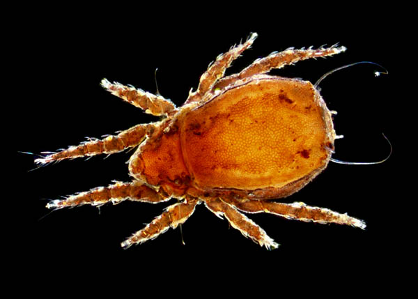 アジアオニダニ（Nothrus asiaticus）