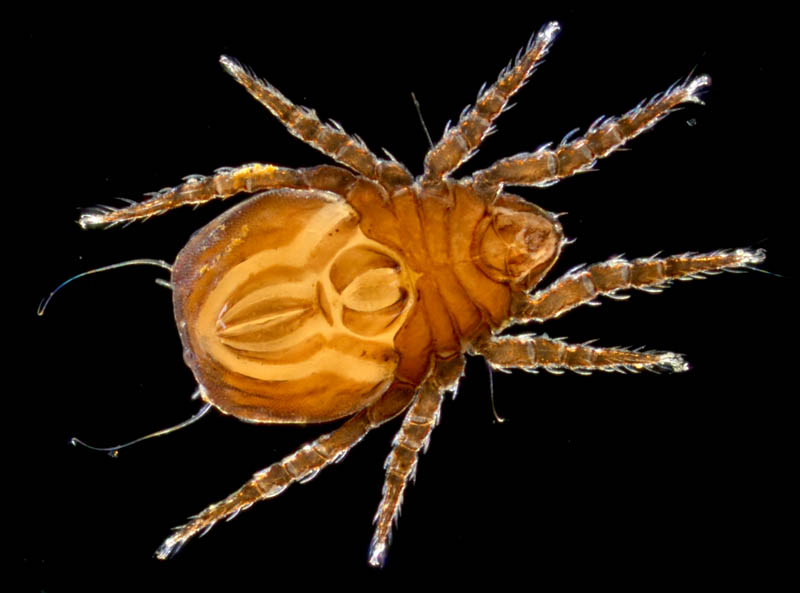 アジアオニダニ（Nothrus asiaticus）