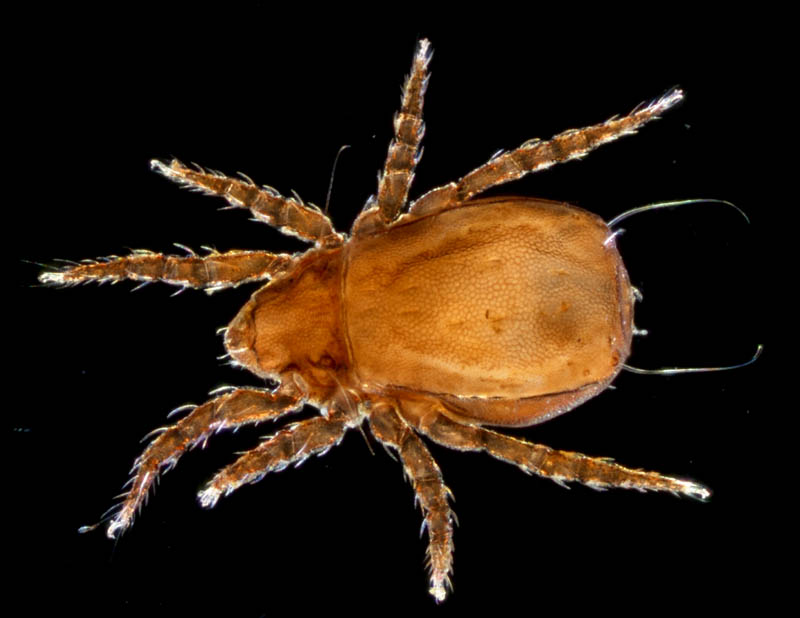 アジアオニダニ（Nothrus asiaticus）