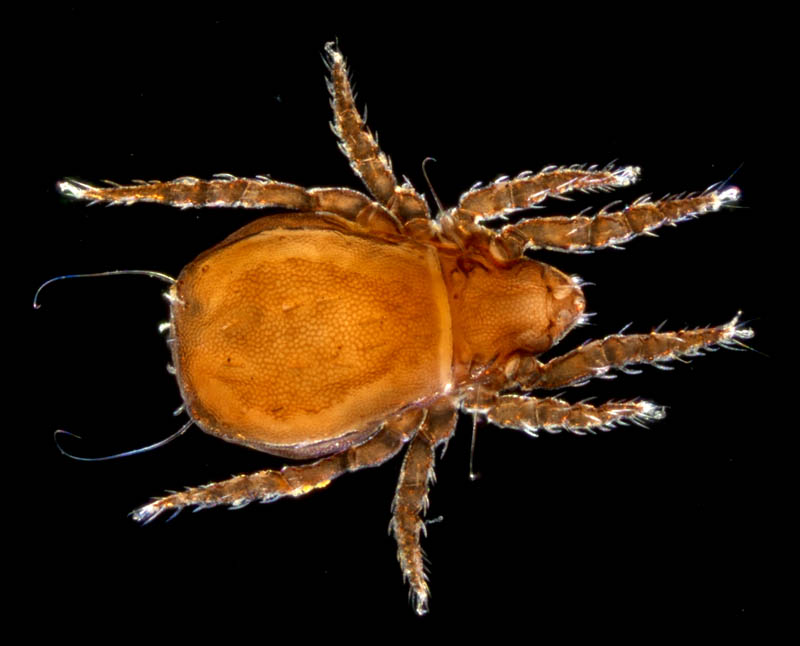 アジアオニダニ（Nothrus asiaticus）