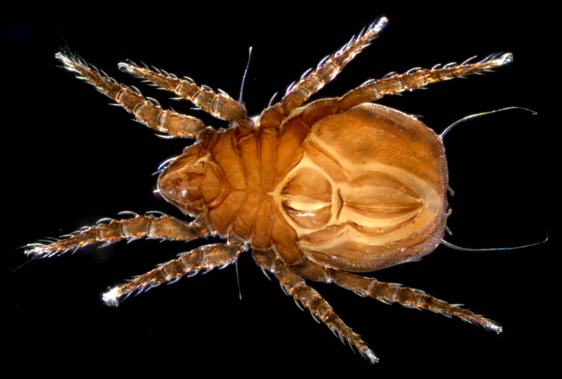 アジアオニダニ（Nothrus asiaticus）