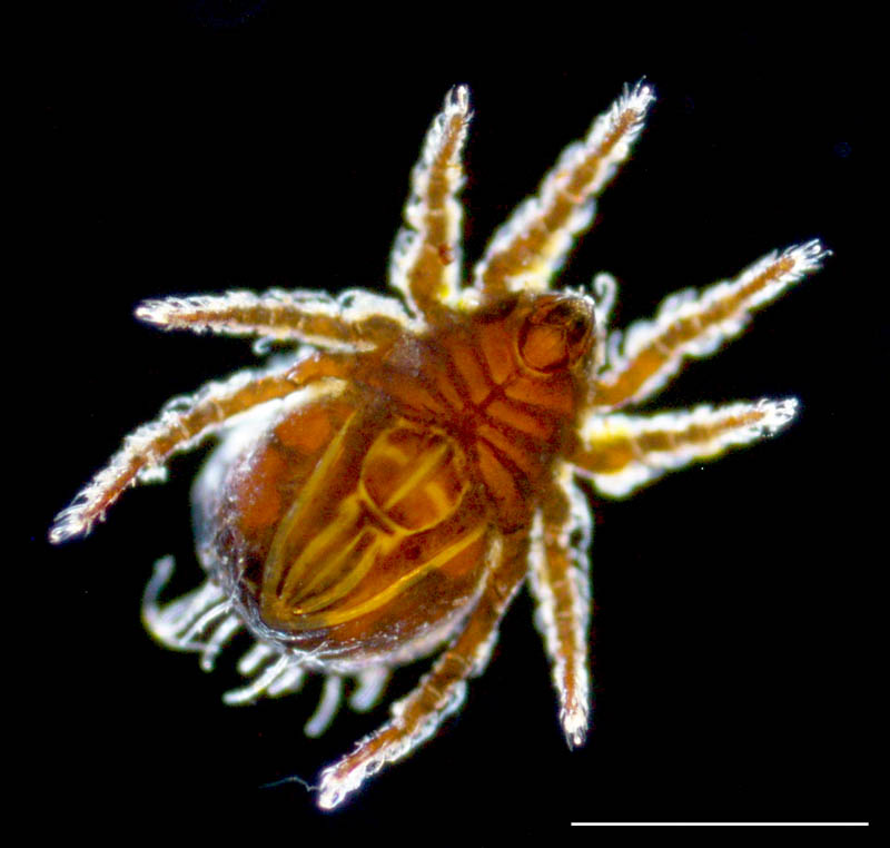 オニダニ科(Camisiidae)の画像