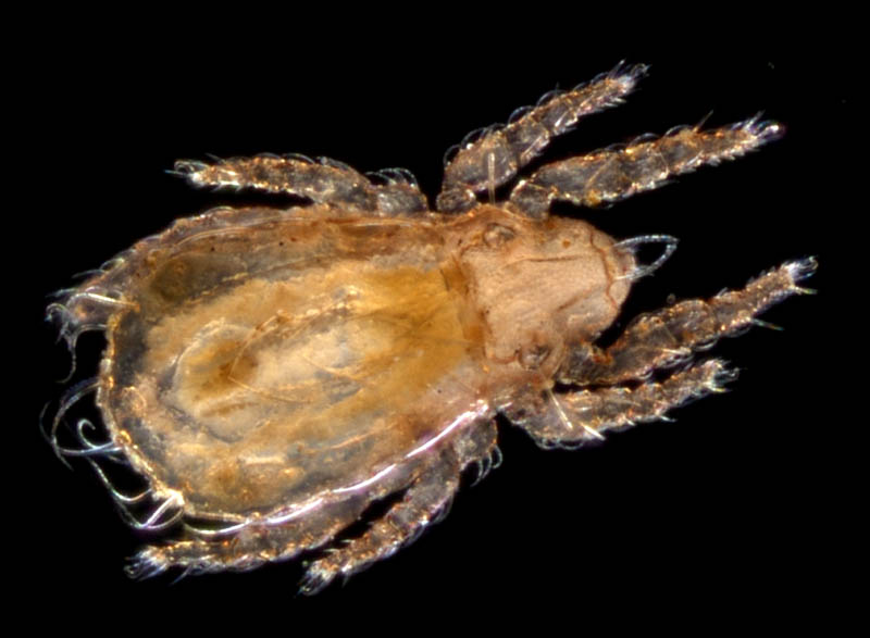 ヒラタオニダニ（Platynothrus peltifer）