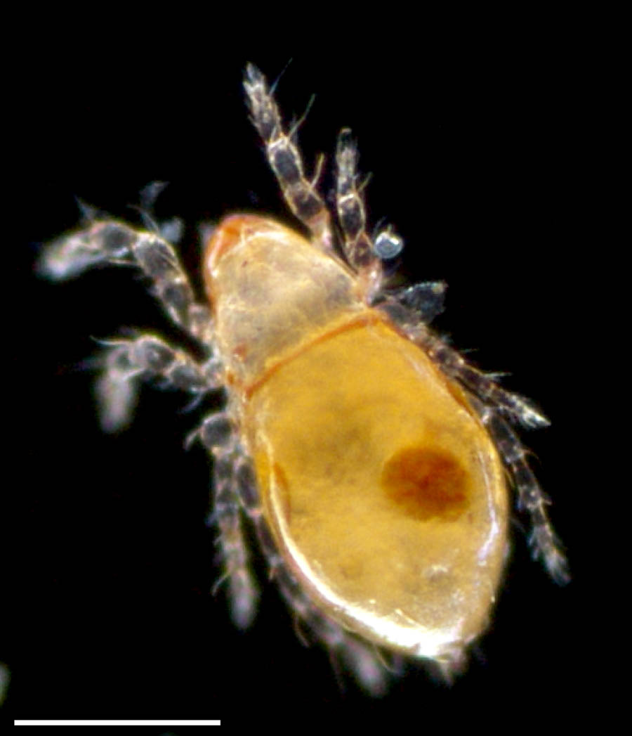 ハラミゾダニ科(Epilohmanniidae)の画像