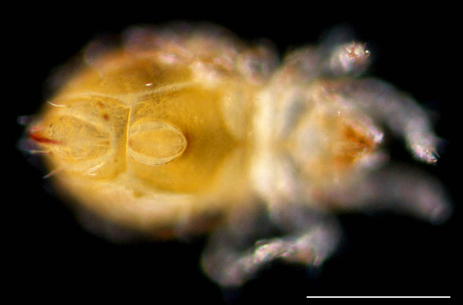 ハラミゾダニ科(Epilohmanniidae)の画像