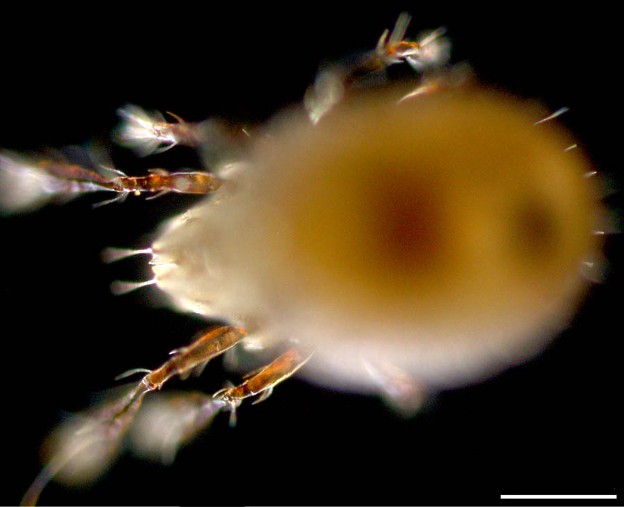 ザラタマゴダニ科(Xenillidae)の画像