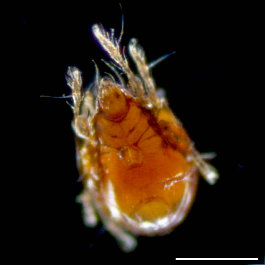 ナガコソデダニ科(Protoribatidae)の画像