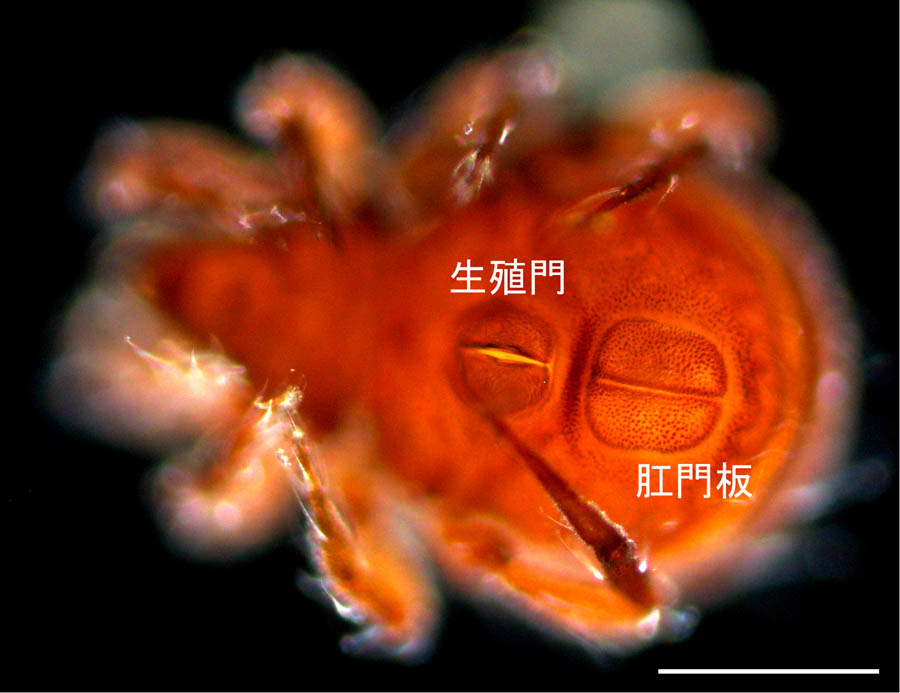 ヤマトクモスケダニ（Eremobelba japonica）の画像
