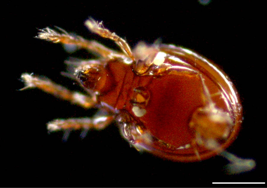 ツヤタマゴダニ科(Liacaridae)の画像