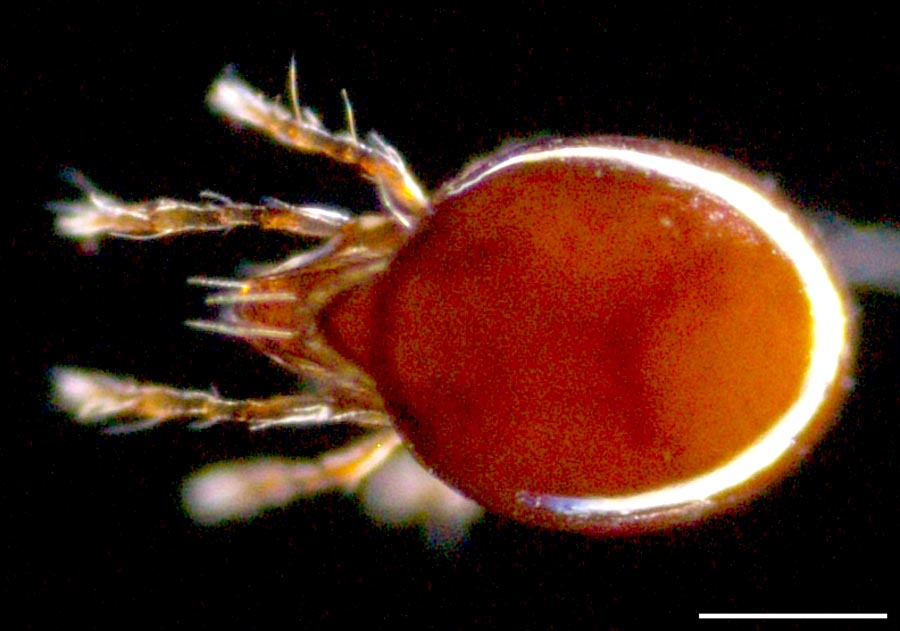 ツヤタマゴダニ科(Liacaridae)の画像