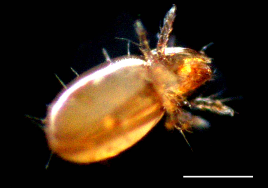 ヘソイレコダニ科（Euphthiracaridae）の画像
