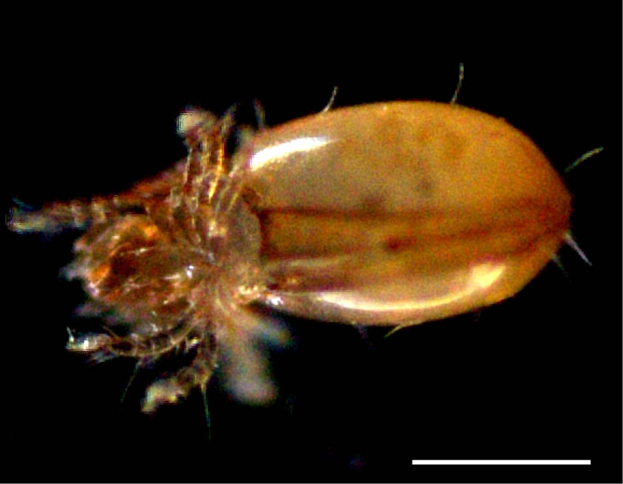 ヘソイレコダニ科（Euphthiracaridae）の画像