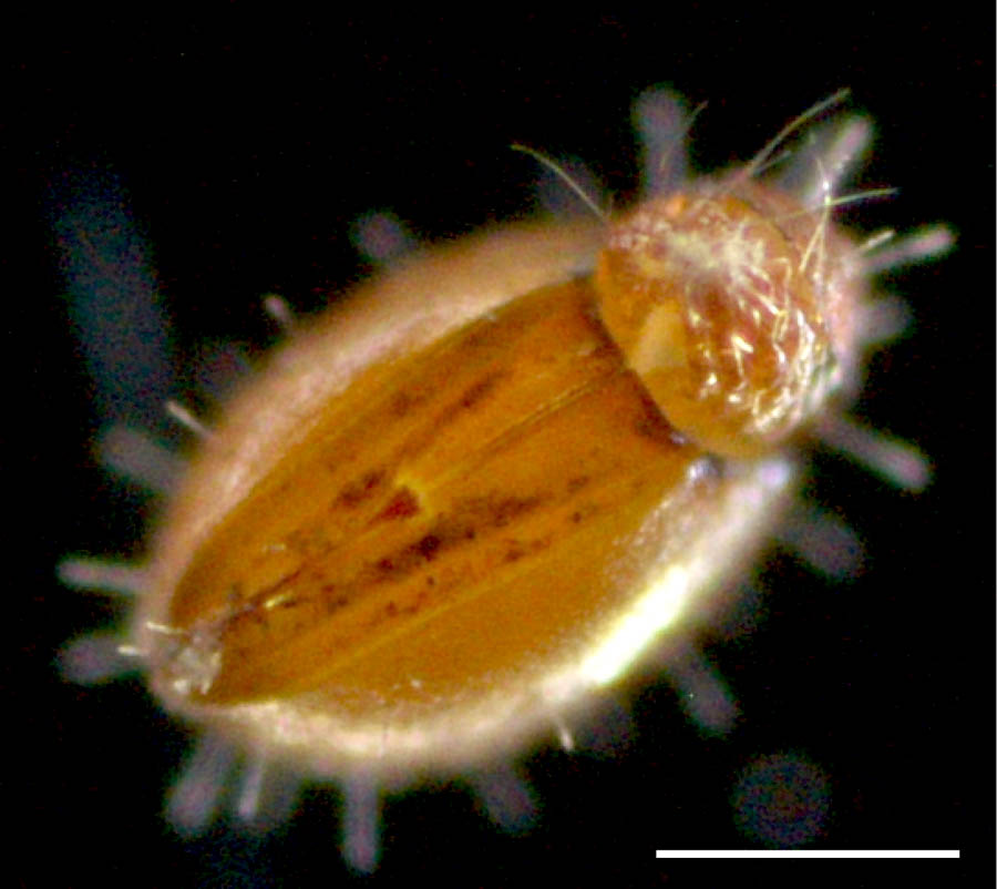 ヘソイレコダニ科(Euphthiracaridae)の画像