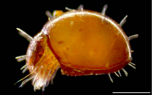 ヒメヘソイレコダニ属の1種 （Acrotritia sp.）