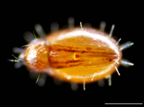 ヒメヘソイレコダニ属の1種 （Acrotritia sp.）
